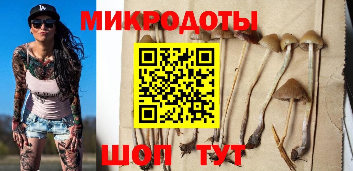 Галлюциногенные грибы Psilocybe Новозыбков